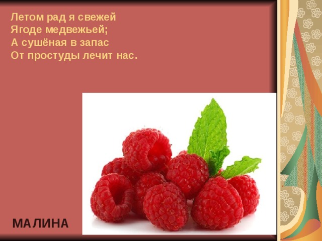 Летом рад я свежей  Ягоде медвежьей;  А сушёная в запас  От простуды лечит нас. МАЛИНА 