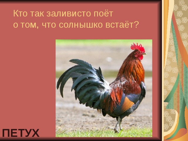 Кто так заливисто поёт  о том, что солнышко встаёт? ПЕТУХ 