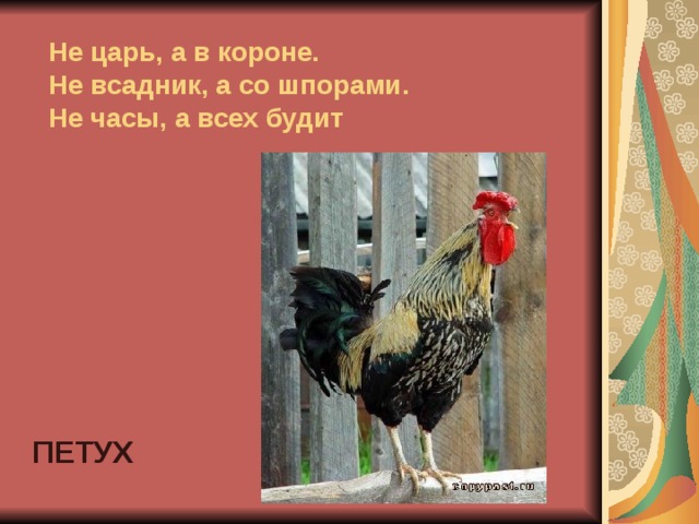 Не царь, а в короне.  Не всадник, а со шпорами.  Не часы, а всех будит ПЕТУХ 