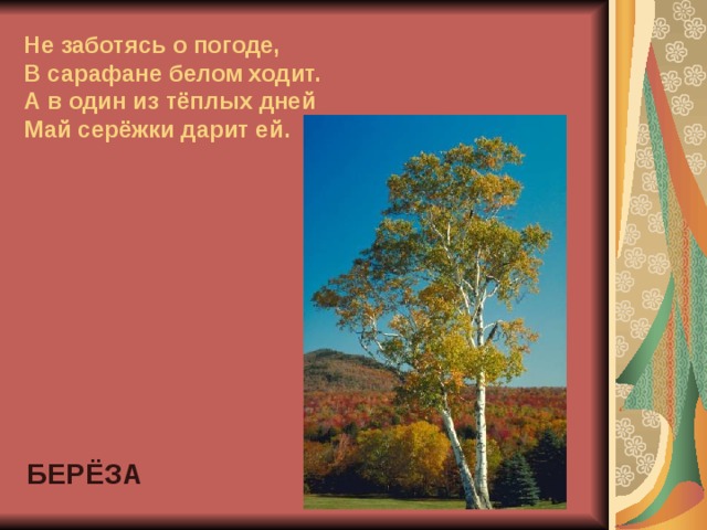 Не заботясь о погоде,  В сарафане белом ходит.  А в один из тёплых дней  Май серёжки дарит ей. БЕРЁЗА 