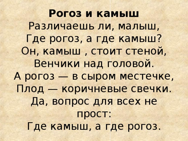 Рогоз и камыш  Различаешь ли, малыш,  Где рогоз, а где камыш?  Он, камыш , стоит стеной,  Венчики над головой.  А рогоз — в сыром местечке,  Плод — коричневые свечки.  Да, вопрос для всех не прост:  Где камыш, а где рогоз.