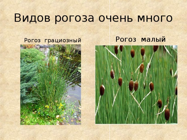 Видов рогоза очень много  Рогоз грациозный  Рогоз малый