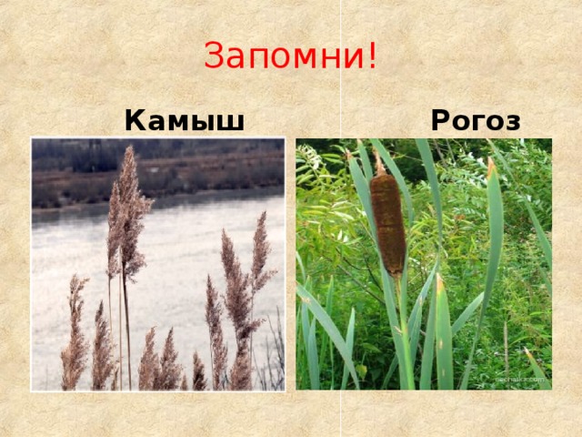Запомни!  Камыш  Рогоз