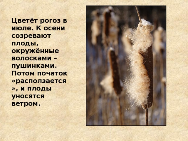 Цветёт рогоз в июле. К осени созревают плоды, окружённые волосками – пушинками. Потом початок «расползается», и плоды уносятся ветром.