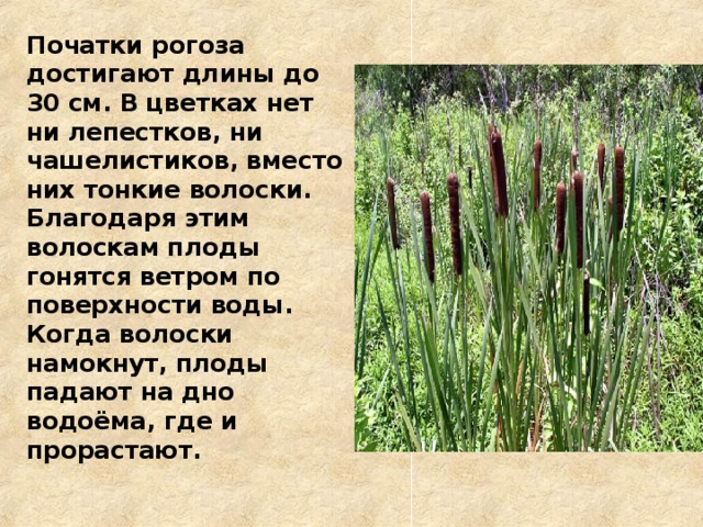 Початки рогоза достигают длины до 30 см. В цветках нет ни лепестков, ни чашелистиков, вместо них тонкие волоски. Благодаря этим волоскам плоды гонятся ветром по поверхности воды. Когда волоски намокнут, плоды падают на дно водоёма, где и прорастают.