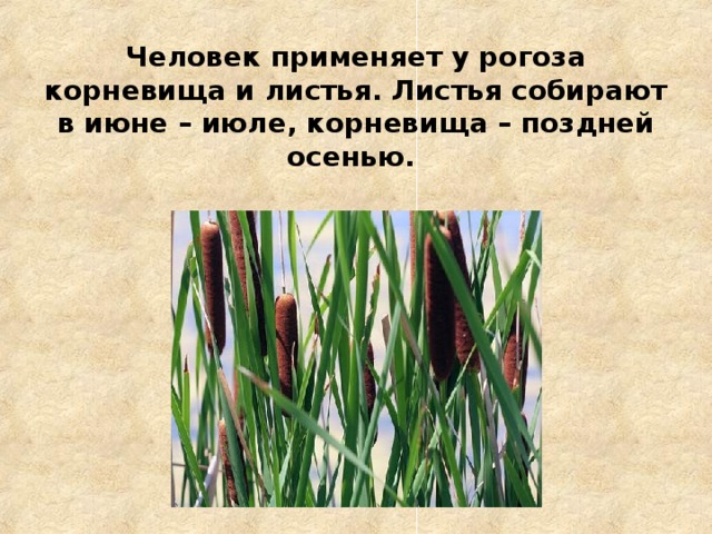 Человек применяет у рогоза корневища и листья. Листья собирают в июне – июле, корневища – поздней осенью.