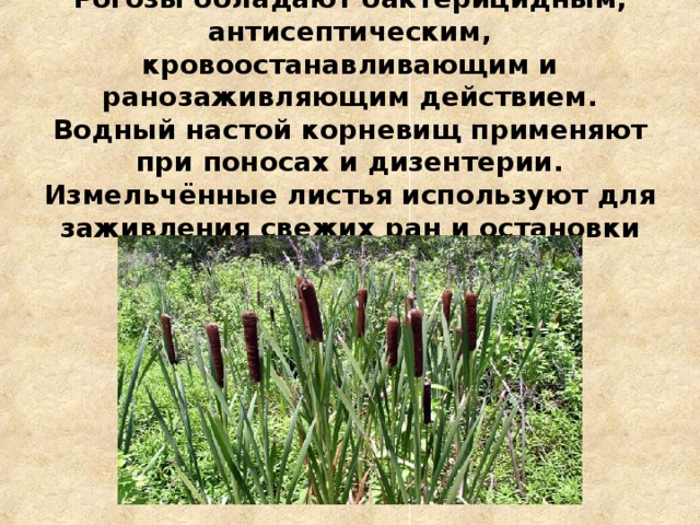 Рогозы обладают бактерицидным, антисептическим, кровоостанавливающим и ранозаживляющим действием. Водный настой корневищ применяют при поносах и дизентерии. Измельчённые листья используют для заживления свежих ран и остановки наружных кровотечений.