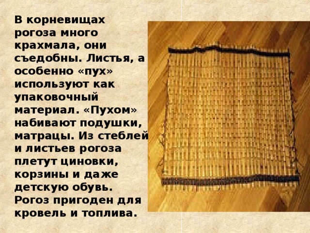 В корневищах рогоза много крахмала, они съедобны. Листья, а особенно «пух» используют как упаковочный материал. «Пухом» набивают подушки, матрацы. Из стеблей и листьев рогоза плетут циновки, корзины и даже детскую обувь. Рогоз пригоден для кровель и топлива.