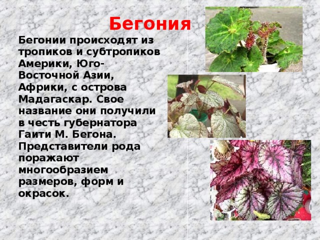 Бегония Бегонии происходят из тропиков и субтропиков Америки, Юго-Восточной Азии, Африки, с острова Мадагаскар. Свое название они получили в честь губернатора Гаити М. Бегона. Представители рода поражают многообразием размеров, форм и окрасок.