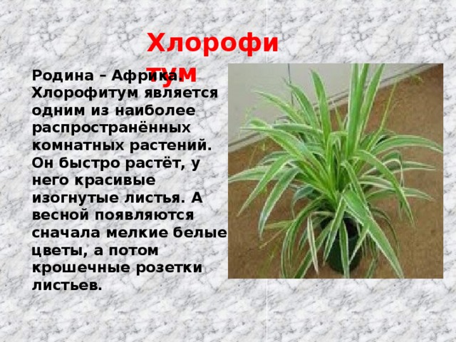 Хлорофитум Родина – Африка. Хлорофитум является одним из наиболее распространённых комнатных растений. Он быстро растёт, у него красивые изогнутые листья. А весной появляются сначала мелкие белые цветы, а потом крошечные розетки листьев.