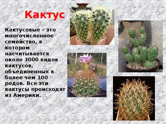 Кактус Кактусовые – это многочисленное семейство, в котором насчитывается около 3000 видов кактусов, объединенных в более чем 100 родов. Все эти кактусы происходят из Америки.