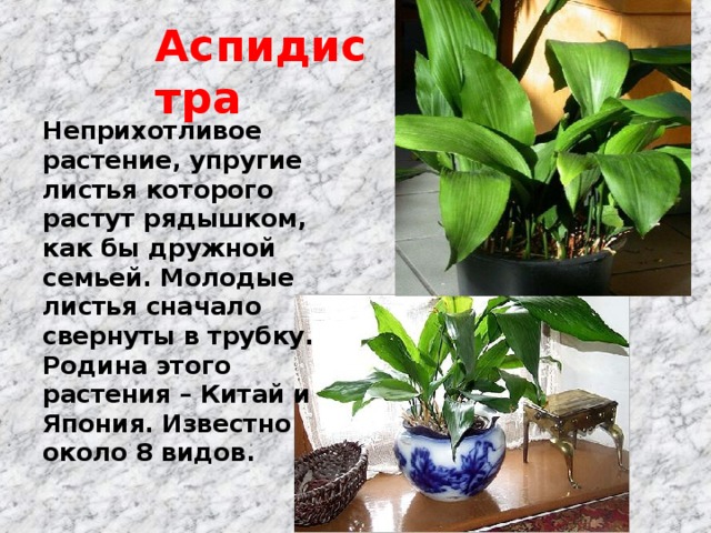 Аспидистра Неприхотливое растение, упругие листья которого растут рядышком, как бы дружной семьей. Молодые листья сначало свернуты в трубку. Родина этого растения – Китай и Япония. Известно около 8 видов.