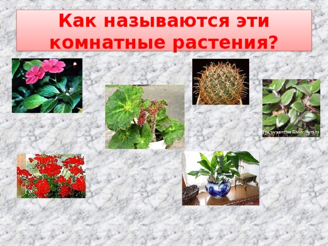 Как называются эти комнатные растения?