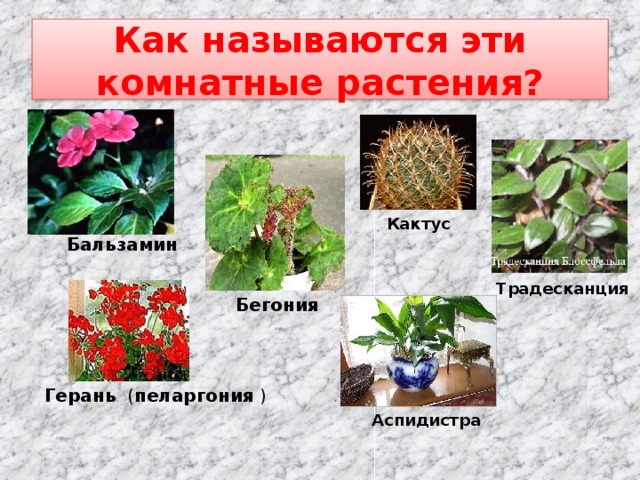 Как называются эти комнатные растения? Кактус Бальзамин Традесканция Бегония Герань ( пеларгония ) Аспидистра