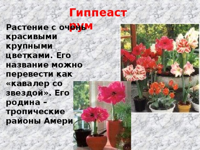 Гиппеаструм Растение с очень красивыми крупными цветками. Его название можно перевести как «кавалер со звездой». Его родина – тропические районы Америки .