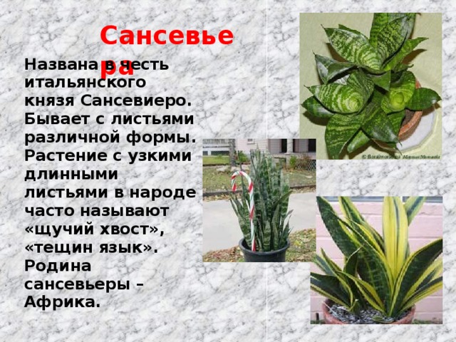 Откуда сансевьера