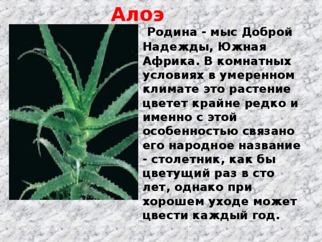 Алоэ  Родина - мыс Доброй Надежды, Южная Африка. В комнатных условиях в умеренном климате это растение цветет крайне редко и именно с этой особенностью связано его народное название - столетник, как бы цветущий раз в сто лет, однако при хорошем уходе может цвести каждый год.