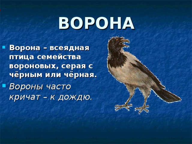 ВОРОНА Ворона – всеядная птица семейства вороновых, серая с чёрным или чёрная. Вороны часто кричат – к дождю. 