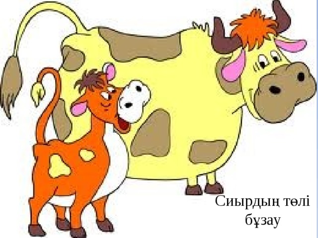 Сиырдың төлі бұзау 