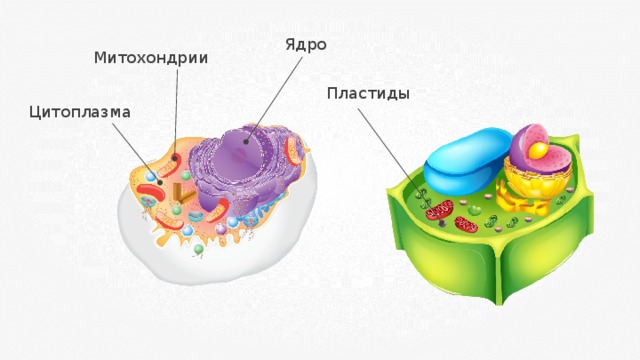 Ядро Митохондрии Пластиды Цитоплазма 
