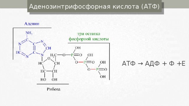 Аденозинтрифосфорная кислота (АТФ) АТФ → АДФ + Ф +Е 