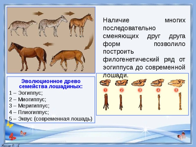 Филогенетический ряд лошади сравнительно анатомический. Филогенетический ряд лошади доказательства эволюции. Эволюционный ряд лошади. Эволюция лошади биология.