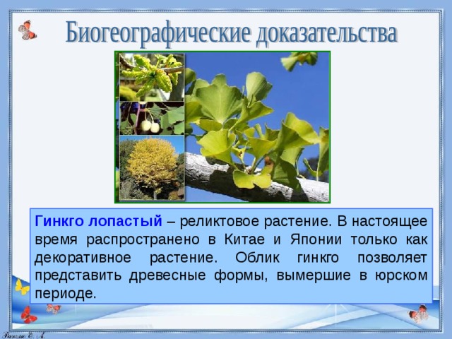 Реликтовые растения презентация