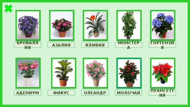 БРОВАЛЛИЯ МОНСТЕРА КЛИВИЯ АЗАЛИЯ ГОРТЕНЗИЯ ФИКУС ОЛЕАНДР АДЕНИУМ МОЛОЧАЙ ПУАНСЕТТИЯ 