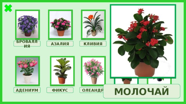 КЛИВИЯ АЗАЛИЯ ГОРТЕНЗИЯ БРОВАЛЛИЯ МОНСТЕРА МОЛОЧАЙ ФИКУС АДЕНИУМ МОЛОЧАЙ ОЛЕАНДР ПУАНСЕТТИЯ 
