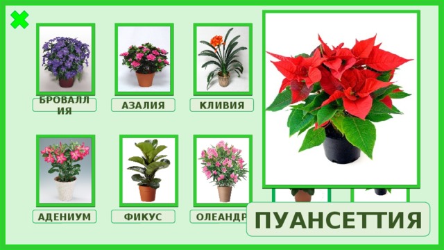 КЛИВИЯ АЗАЛИЯ ГОРТЕНЗИЯ МОНСТЕРА БРОВАЛЛИЯ ПУАНСЕТТИЯ МОЛОЧАЙ АДЕНИУМ ФИКУС ОЛЕАНДР ПУАНСЕТТИЯ 