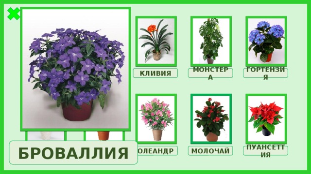 КЛИВИЯ АЗАЛИЯ ГОРТЕНЗИЯ МОНСТЕРА БРОВАЛЛИЯ БРОВАЛЛИЯ МОЛОЧАЙ АДЕНИУМ ФИКУС ОЛЕАНДР ПУАНСЕТТИЯ 