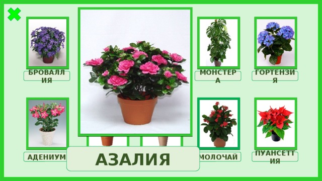 КЛИВИЯ АЗАЛИЯ ГОРТЕНЗИЯ МОНСТЕРА БРОВАЛЛИЯ АЗАЛИЯ МОЛОЧАЙ АДЕНИУМ ФИКУС ОЛЕАНДР ПУАНСЕТТИЯ 