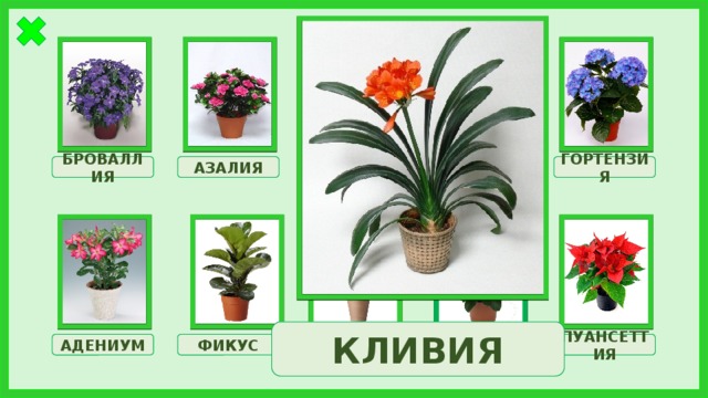 КЛИВИЯ АЗАЛИЯ ГОРТЕНЗИЯ МОНСТЕРА БРОВАЛЛИЯ КЛИВИЯ МОЛОЧАЙ АДЕНИУМ ФИКУС ОЛЕАНДР ПУАНСЕТТИЯ 