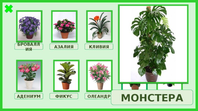 КЛИВИЯ АЗАЛИЯ ГОРТЕНЗИЯ МОНСТЕРА БРОВАЛЛИЯ МОНСТЕРА МОЛОЧАЙ АДЕНИУМ ФИКУС ОЛЕАНДР ПУАНСЕТТИЯ 