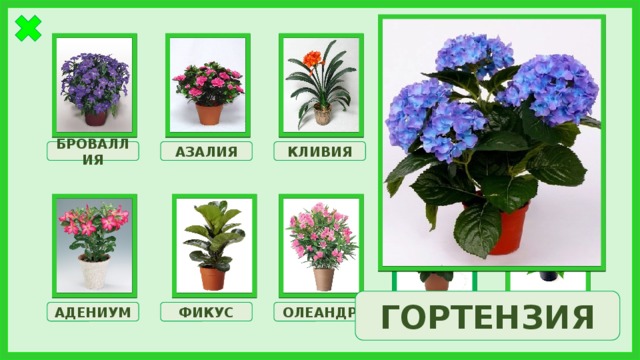 КЛИВИЯ АЗАЛИЯ ГОРТЕНЗИЯ МОНСТЕРА БРОВАЛЛИЯ ГОРТЕНЗИЯ МОЛОЧАЙ АДЕНИУМ ФИКУС ОЛЕАНДР ПУАНСЕТТИЯ 