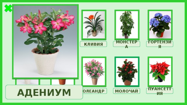 КЛИВИЯ АЗАЛИЯ ГОРТЕНЗИЯ МОНСТЕРА БРОВАЛЛИЯ АДЕНИУМ МОЛОЧАЙ АДЕНИУМ ФИКУС ОЛЕАНДР ПУАНСЕТТИЯ 