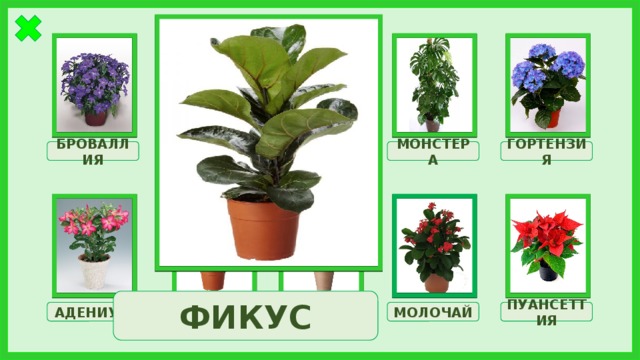 КЛИВИЯ АЗАЛИЯ ГОРТЕНЗИЯ МОНСТЕРА БРОВАЛЛИЯ ФИКУС МОЛОЧАЙ АДЕНИУМ ФИКУС ОЛЕАНДР ПУАНСЕТТИЯ 