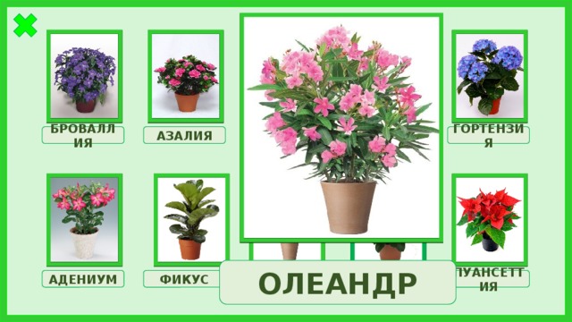 КЛИВИЯ АЗАЛИЯ ГОРТЕНЗИЯ МОНСТЕРА БРОВАЛЛИЯ ОЛЕАНДР МОЛОЧАЙ АДЕНИУМ ФИКУС ОЛЕАНДР ПУАНСЕТТИЯ 