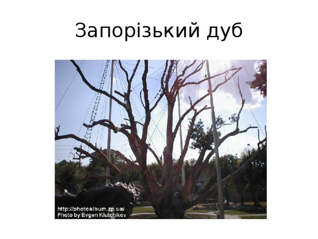 Запорізький дуб 