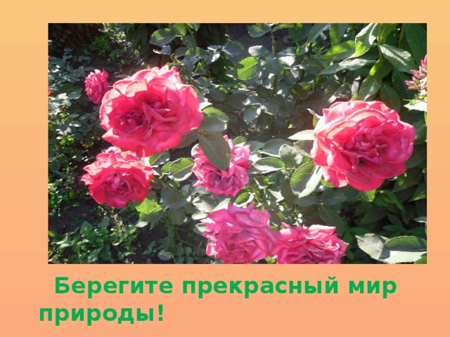  Берегите прекрасный мир природы! 