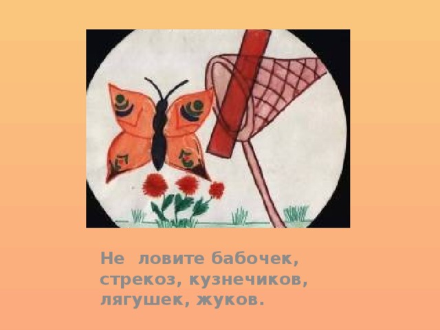 Не ловите бабочек, стрекоз, кузнечиков, лягушек, жуков. 