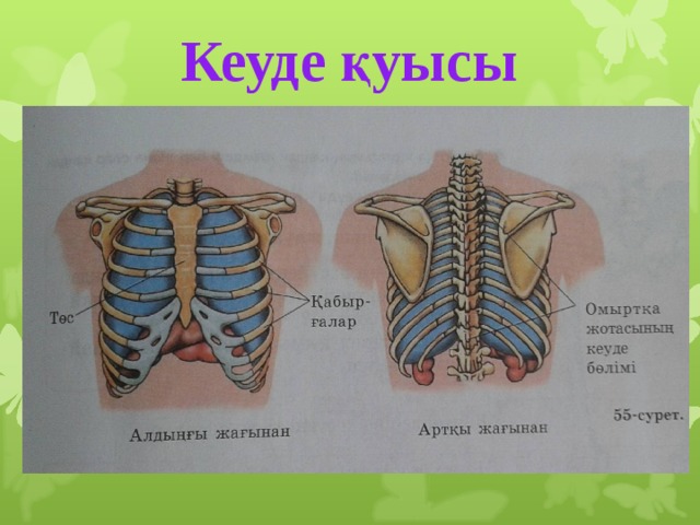 Кеуде қуысы 