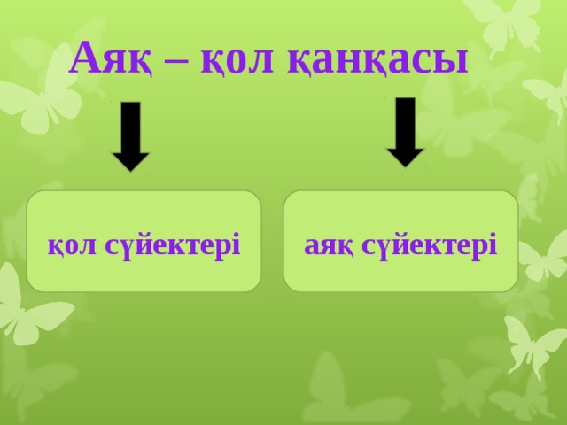 Аяқ – қол қанқасы қол сүйектері аяқ сүйектері 