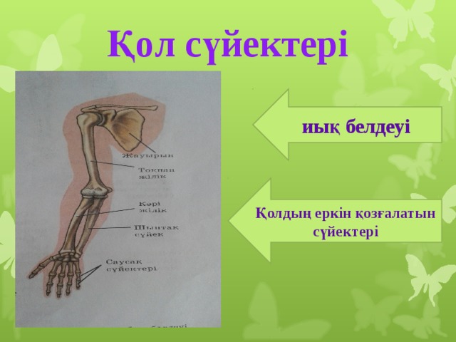 Қол сүйектері иық белдеуі Қолдың еркін қозғалатын сүйектері 