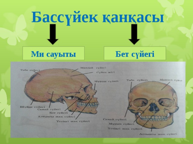 Бассүйек қанқасы Ми сауыты Бет сүйегі 