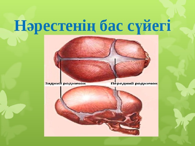 Нәрестенің бас сүйегі 