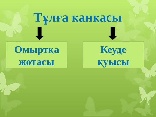 Тұлға қанқасы Омыртқа жотасы Кеуде қуысы 