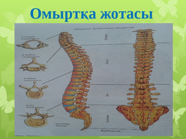 Орта атлант жотасының су бетіне шыққан бөлігі