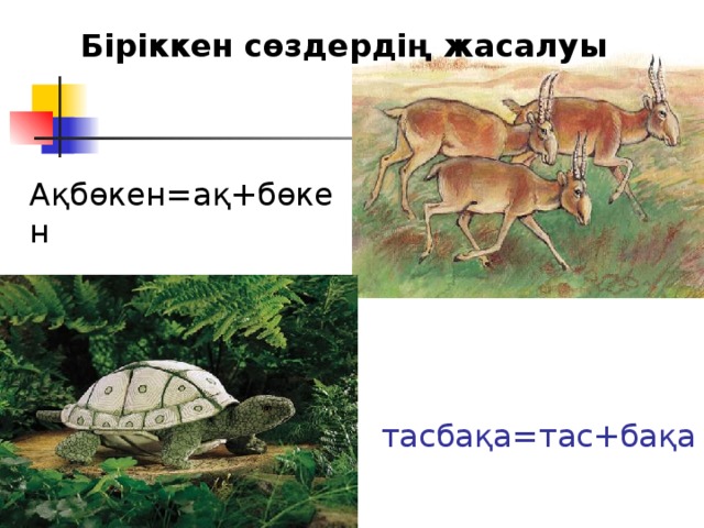 Біріккен сөздердің жасалуы Ақбөкен=ақ+бөкен тасбақа=тас+бақа 