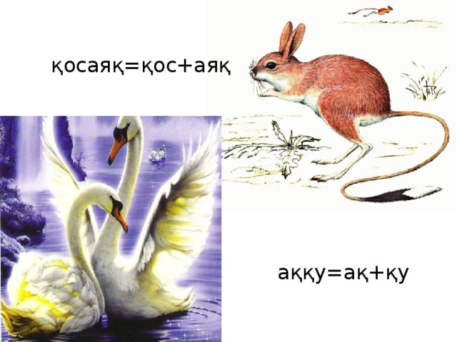   қосаяқ=қос+аяқ  аққу=ақ+қу   